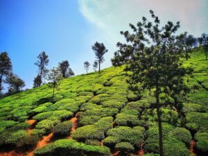 Looked into Places to Visit in Coorg