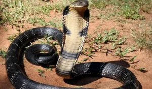 Snake Park In India