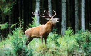 The national park Dachigam