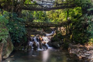 double decker living root bridge