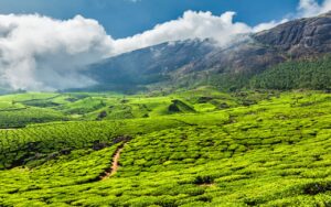 Looked into Places to See in Munnar