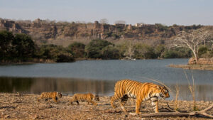 Ranthambhore National Park